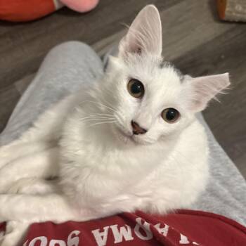 Scout -  Domestic Medium Hair Cat for Adoption in Cat Spring, Texas - Scout | PetCurious