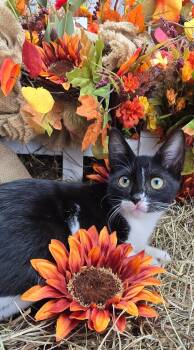 Rescue Domestic Short Hair Cats for Adoption in Ocean Springs, Mississippi - Daphne | PetCurious