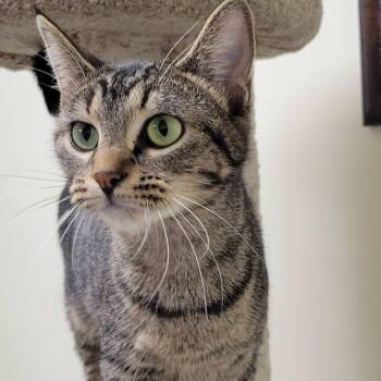 Nina -  Domestic Short Hair Cat for Adoption in Mazon, Illinois - Nina | PetCurious