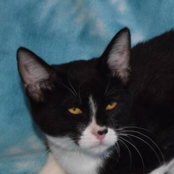 Chase -  Domestic Short Hair Cat for Adoption in Eureka, California - Chase | PetCurious