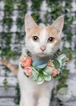Buttercup -  Domestic Short Hair Cat for Adoption in Tuscaloosa, Alabama - Buttercup | PetCurious