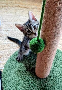 Domestic Short Hair Cats Available for Adoption in San Antonio, Texas - Palloma | PetCurious