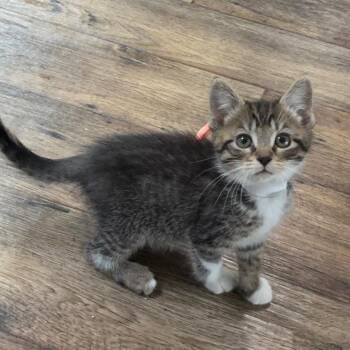 Hellscream Clan -  Domestic Short Hair Cat for Adoption in Fredericksburg, Virginia - Hellscream Clan | PetCurious