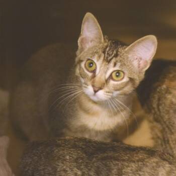 Arby -  Domestic Short Hair Cat for Adoption in Belleville, Illinois - Arby | PetCurious