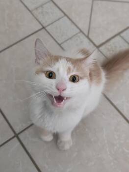Warren -  Domestic Long Hair Cat for Adoption in Duxbury, Massachusetts - Warren | PetCurious