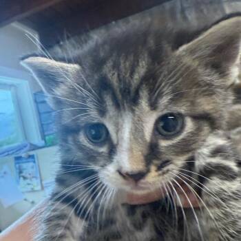 Joey -  Domestic Short Hair Cat Available for Adoption in Desert Hot Springs, California - Joey | PetCurious