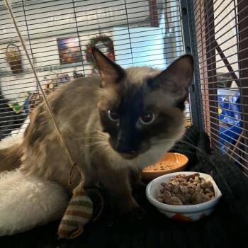 Clove -  Siamese Cat for Adoption in Kansas City, Missouri - Clove | PetCurious