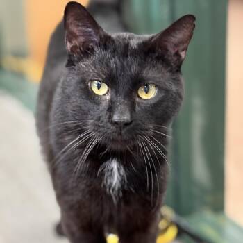 Domestic Short Hair Cats Available for Adoption - Midnight | PetCurious