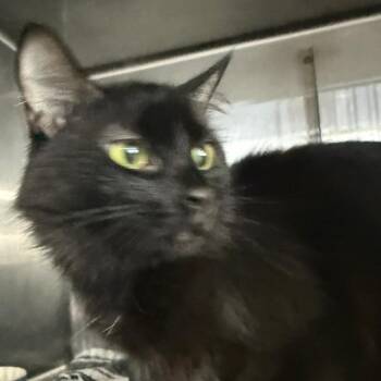 WEDNESDAY -  Domestic Long Hair Cat Available for Adoption in Gresham, Wisconsin - WEDNESDAY | PetCurious