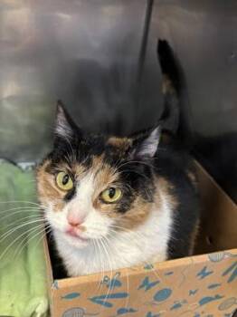 Domestic Short Hair Cats Available for Adoption - Stella | PetCurious