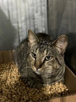 Clifford -  Domestic Short Hair Cat for Adoption in Pierceton, Indiana - Clifford | PetCurious