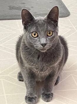 Vash -  Russian Blue Cat for Adoption in Newaygo, Michigan - Vash | PetCurious