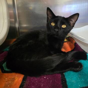 Ricky -  Domestic Short Hair Cat for Adoption in Spokane, Washington - Ricky | PetCurious