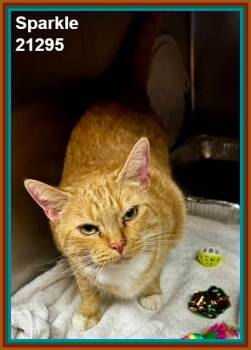 SPARKLE -  Domestic Short Hair Cat for Adoption in Marietta, Georgia - SPARKLE | PetCurious