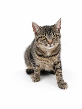 Momma -  Domestic Short Hair Cat for Adoption in Bowling Green, Kentucky - Momma | PetCurious