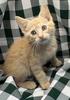 Bean Stew -  Domestic Short Hair and Tabby Cat for Adoption in San Diego, California - Bean Stew | PetCurious
