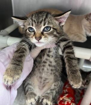 Dr. Suess -  Domestic Short Hair Cat for Adoption in Cincinnati, Ohio - Dr. Suess | PetCurious