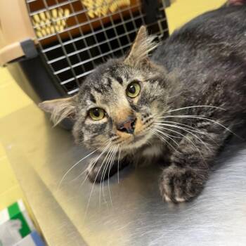 Bernie -  Domestic Medium Hair Cat for Adoption in New York, New York - Bernie | PetCurious