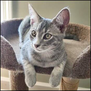 Prince -  Domestic Short Hair and Tabby Cat for Adoption in Roswell, Georgia - Prince | PetCurious