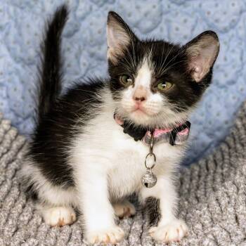 Rescue Domestic Short Hair Cats for Adoption in Boerne, Texas - Polkadot | PetCurious