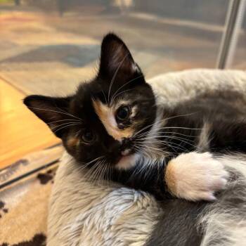 Basil -  Domestic Short Hair Cat for Adoption in Sunnyvale, California - Basil | PetCurious