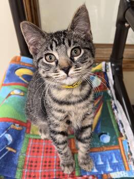 Domestic Short Hair Cats Available for Adoption in Arlington Heights, Illinois - Orville | PetCurious