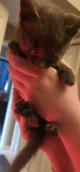 Vern -  Domestic Medium Hair Cat for Adoption in Kennewick, Washington - Vern | PetCurious