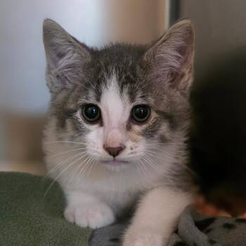 Domestic Short Hair Cats Available for Adoption in Buellton, California - Zuko | PetCurious