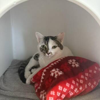 Rescue Domestic Short Hair Cats for Adoption in Hendersonville, Tennessee - Rosanne | PetCurious