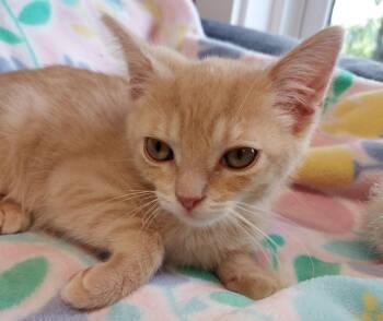 Sanford * IN FOSTER * -  Domestic Short Hair Cat for Adoption in South Bend, Indiana - Sanford * IN FOSTER * | PetCurious