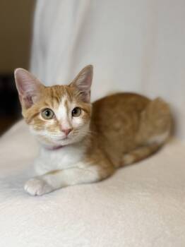 Maple E. -  Domestic Short Hair and Tabby Cat for Adoption in Frisco, Texas - Maple E. | PetCurious