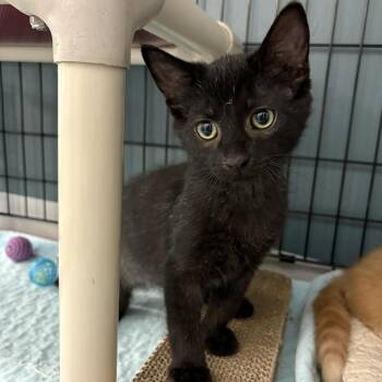 Fig -  Domestic Short Hair Cat for Adoption in Honesdale, Pennsylvania - Fig | PetCurious