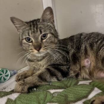 Domestic Short Hair Cats Available for Adoption in White Cloud, Michigan - Dixie | PetCurious