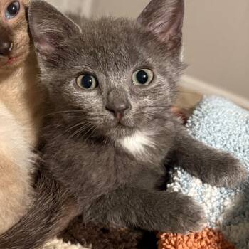 Meep -  Domestic Long Hair Cat for Adoption in Kansas City, Missouri - Meep | PetCurious