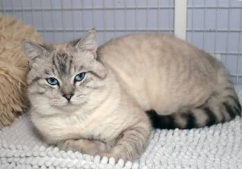 Siamese Cats Available for Adoption - Hemingway | PetCurious