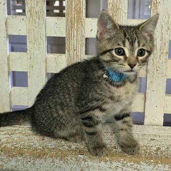 Velcro -  Domestic Short Hair Cat for Adoption in Guelph, Ontario - Velcro | PetCurious