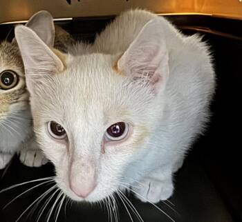 Leo - Bonded With Lori -  Domestic Short Hair Cat for Adoption in Des Moines, Iowa - Leo - Bonded With Lori | PetCurious