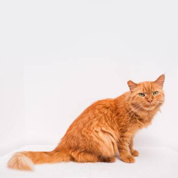 Pixie -  Domestic Long Hair Cat for Adoption in Palm Springs, California - Pixie | PetCurious