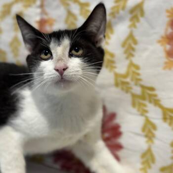 Kokiri -  Domestic Short Hair Cat for Adoption in Matteson, Illinois - Kokiri | PetCurious