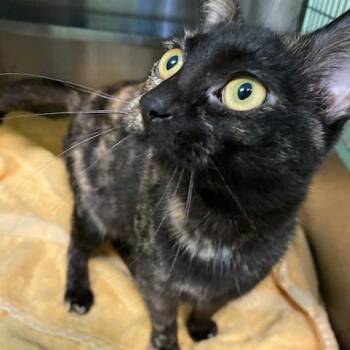 Domestic Short Hair Cats Available for Adoption - Lynn | PetCurious