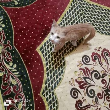 Rescue Domestic Short Hair and Turkish Van Cats for Adoption in Brampton, Ontario - Archie | PetCurious