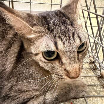 Cat -  Domestic Short Hair Cat for Adoption in San Gabriel, California - Cat | PetCurious
