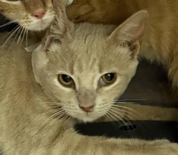 Domestic Short Hair Cats Available for Adoption in Golden, Colorado - Alvina | PetCurious