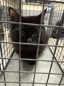 Domestic Medium Hair Cats Available for Adoption in Las Vegas, Nevada - VELVET | PetCurious