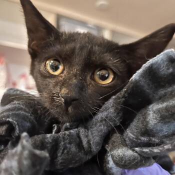 Fenrir -  Domestic Short Hair Cat for Adoption in Kanab, Utah - Fenrir | PetCurious