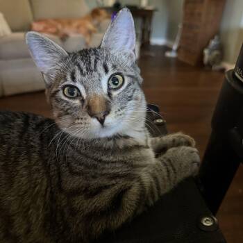 Edgar -  Domestic Short Hair Cat for Adoption in Greenwood, Indiana - Edgar | PetCurious