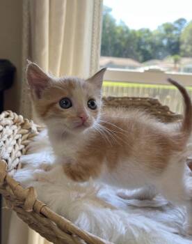Spangled -  Domestic Short Hair Cat for Adoption in Virginia Beach, Virginia - Spangled | PetCurious