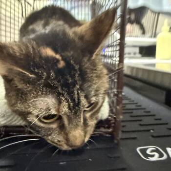 Domestic Short Hair Cats Available for Adoption in Matteson, Illinois - Bibbidi | PetCurious