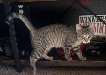 Swish -  Domestic Short Hair Cat for Adoption in Sioux Falls, South Dakota - Swish | PetCurious