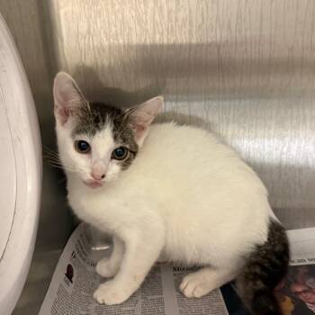Ryland -  Domestic Short Hair Cat for Adoption in Winston-salem, North Carolina - Ryland | PetCurious